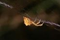 Uloborus_barbipes_D7170_Z_89_Kidmans camp_Australie
